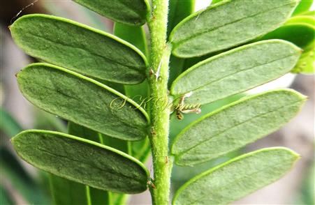   Leaves